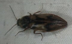 Stropenron hieroglyphica