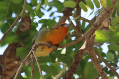 Piranga bidentata