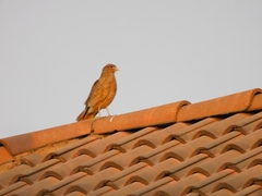 Daptrius chimango
