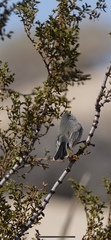 Polioptila melanura