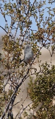Polioptila melanura