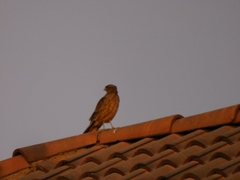 Daptrius chimango