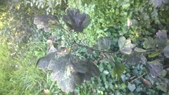 Aleurocanthus spiniferus