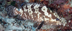 Epinephelus polyphekadion