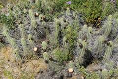 Copiapoa (Eulychnia vallenarensis)