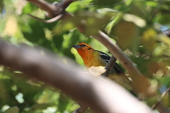 Piranga bidentata