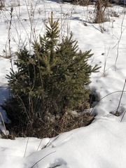 Picea glauca
