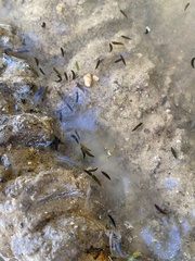 Mesostoma californicum