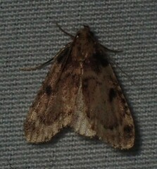 Aglossa costiferalis