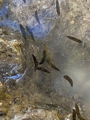 Mesostoma californicum