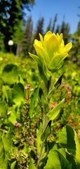 Castilleja cusickii
