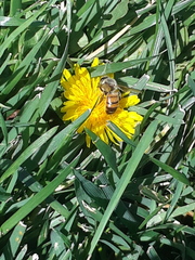 Apis mellifera