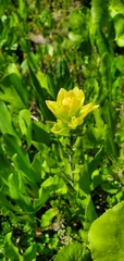 Castilleja cusickii