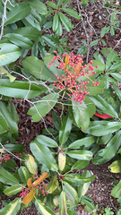 Pyracantha koidzumii