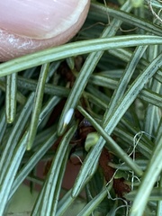 Chionaspis pinifoliae