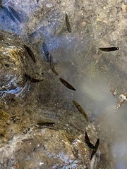 Mesostoma californicum