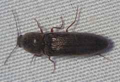 Gambrinus griseus