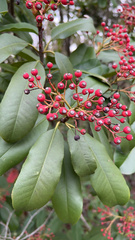 Pyracantha koidzumii