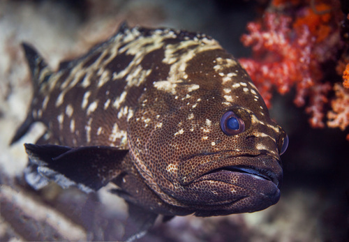 Blue-tailed cod (Epinephelus polyphekadion) — Serranidae — 2