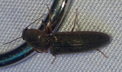 Gambrinus griseus