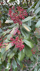 Pyracantha koidzumii