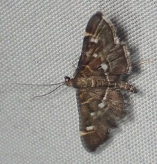 Diathrausta