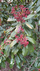 Pyracantha koidzumii