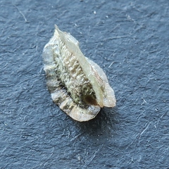 Osteospermum microcarpum