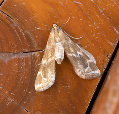 Petrophila avernalis