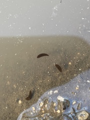Mesostoma californicum