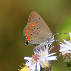 Satyrium titus