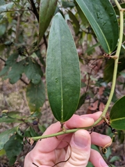 Smilax laurifolia