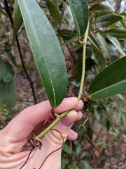 Smilax laurifolia