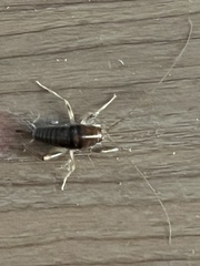 Ceuthophilus californianus