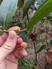 Smilax laurifolia