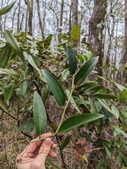 Smilax laurifolia