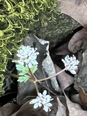 Erigenia bulbosa