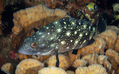 Epinephelus coeruleopunctatus