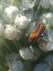 Stenurella bifasciata