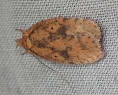 Agonopterix robiniella