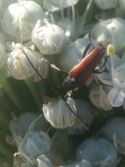 Stenurella bifasciata