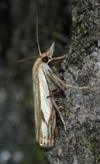 Crambus agitatellus