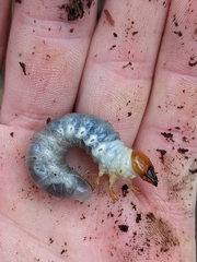 Dynastes tityus