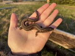 Elgaria coerulea coerulea