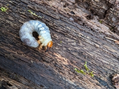 Dynastes tityus