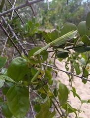 Stagmatoptera