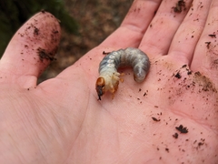Dynastes tityus