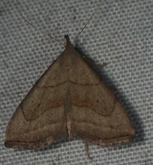 Macrochilo litophora