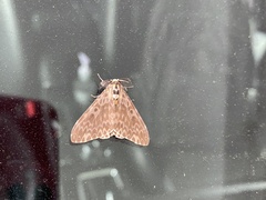 Lymantria atemeles
