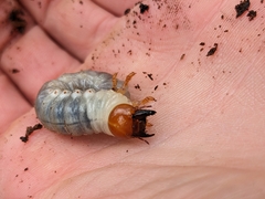 Dynastes tityus